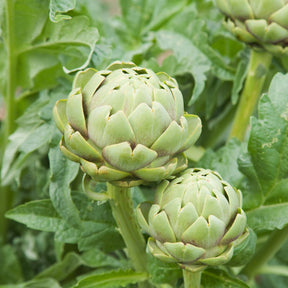 Artisjok 'Vert de Provence' - Willemse