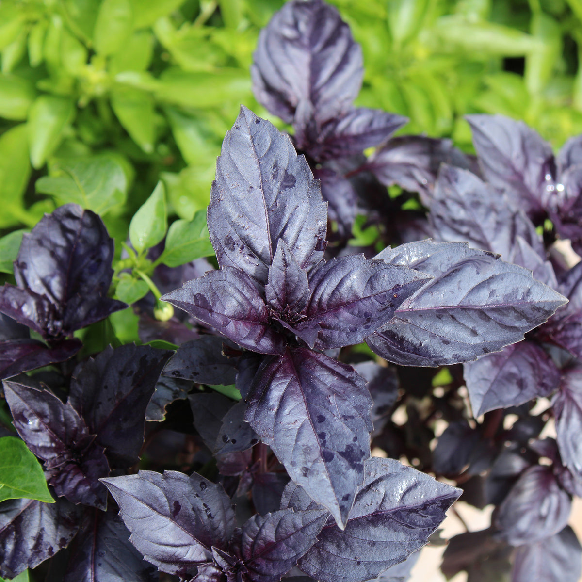 Basilicum 'Dark Opal' - BIO - Ocimum basilicum dark opal - Willemse