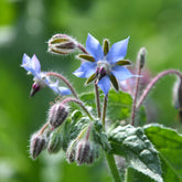 Bernagie - blauw - BIO - Borago officinalis - Willemse