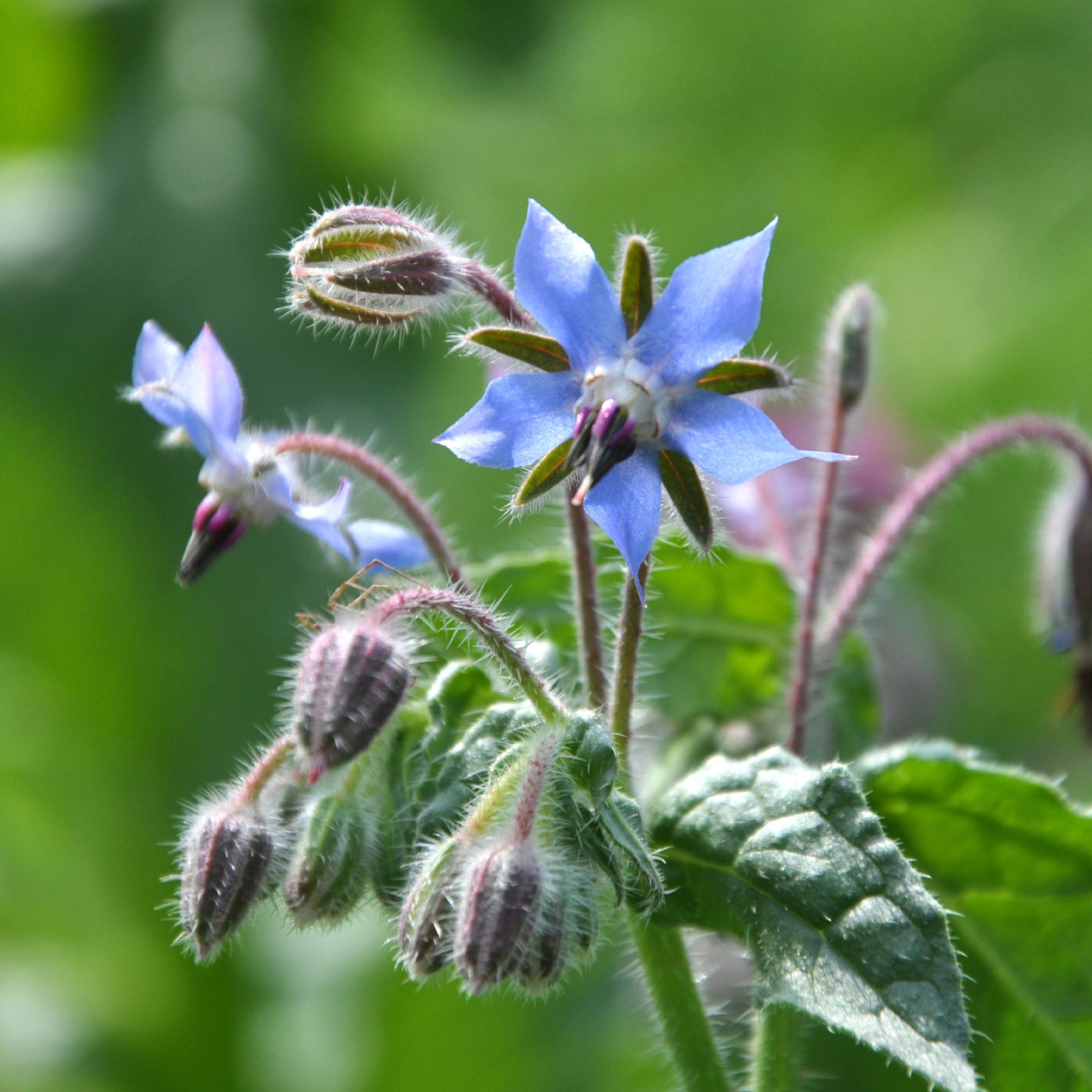Bernagie - blauw - BIO - Borago officinalis - Willemse