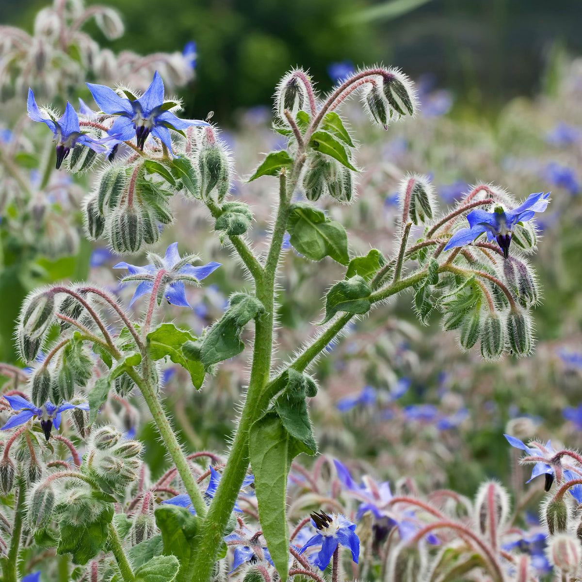 Bernagie - blauw - BIO - Willemse