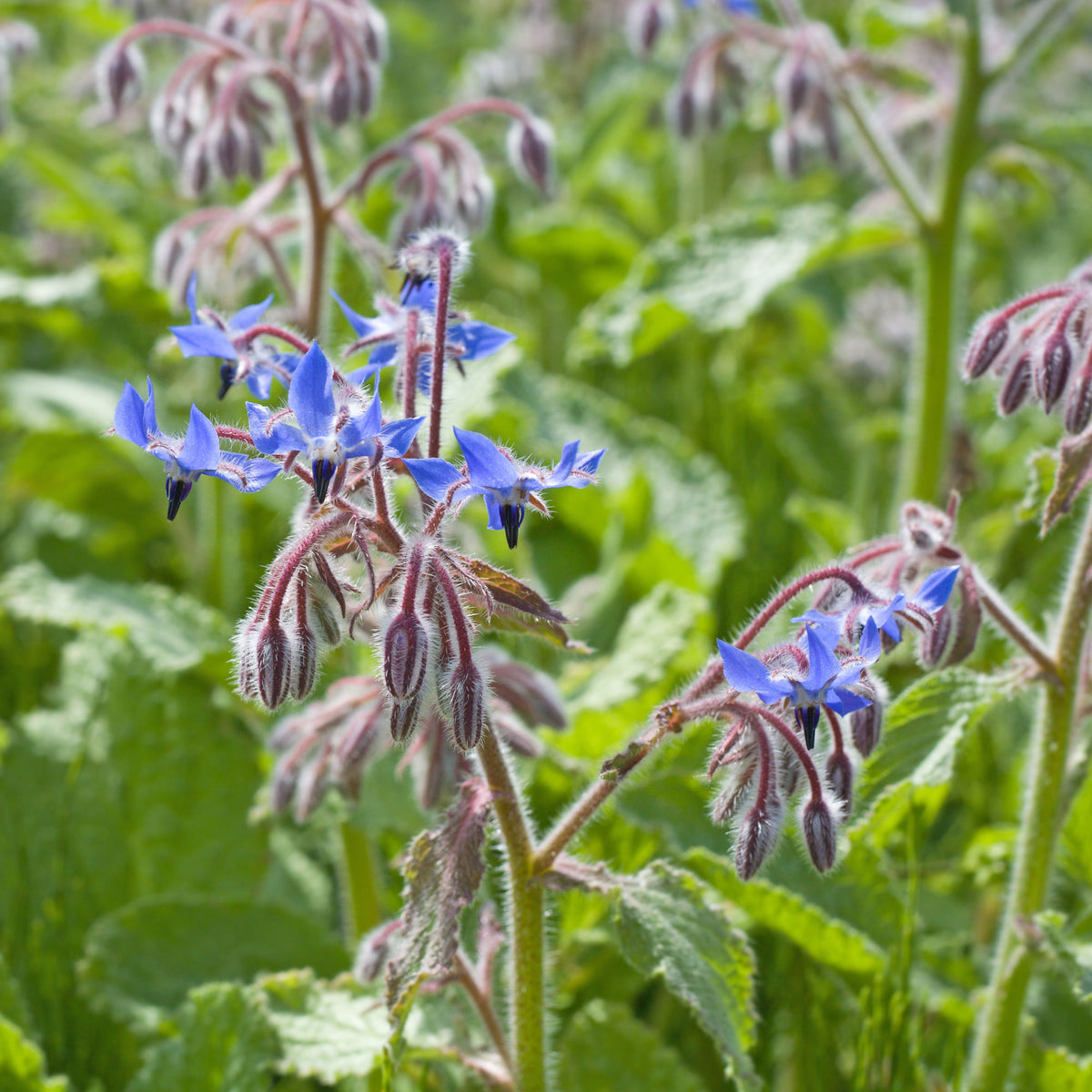 Bernagie - blauw + wit - Willemse
