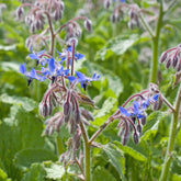 Bernagie - blauw + wit - Willemse