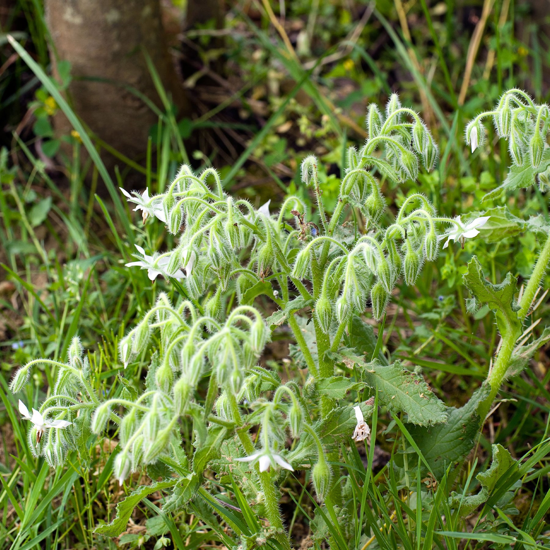 Bernagie - blauw + wit - Borago officinalis - Willemse