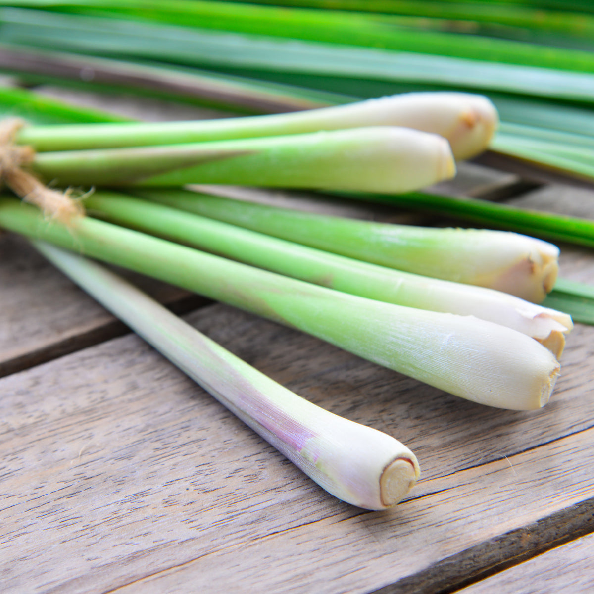 Cymbopogon flexuosus - Citroengras - Kruidenzaden