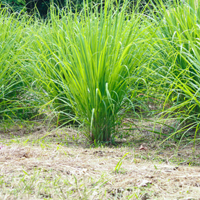 Citroengras - Cymbopogon flexuosus - Willemse