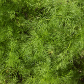 Dille 'Bouquet Compatto' - Anethum graveolens compatto - Willemse