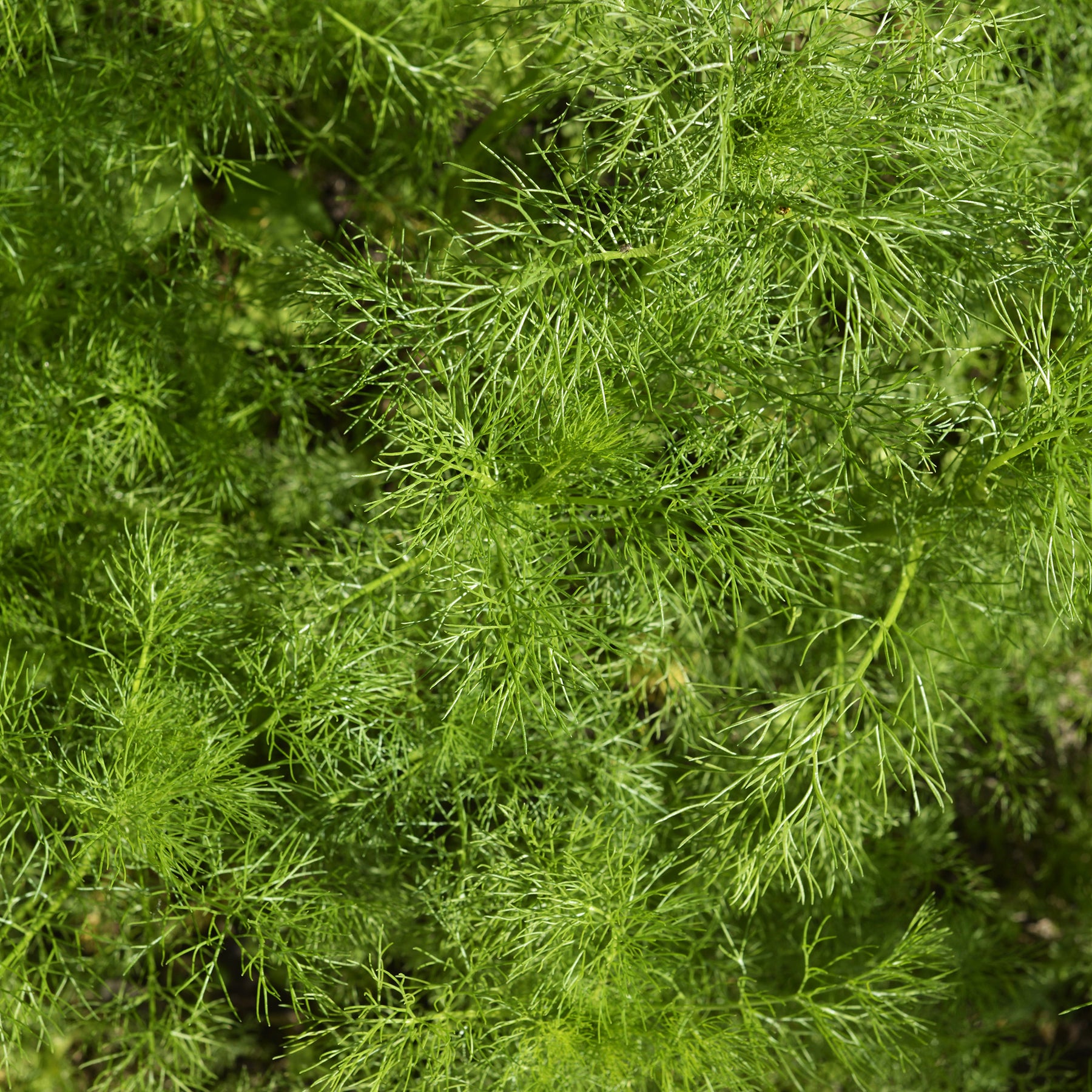 Dille 'Bouquet Compatto' - Anethum graveolens compatto - Willemse