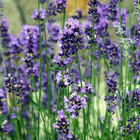 Lavendel 'Vera' - Willemse