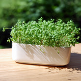 Tuinkers Cresso Bio - Willemse