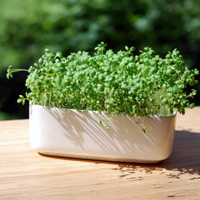 Tuinkers Cresso Bio - Willemse