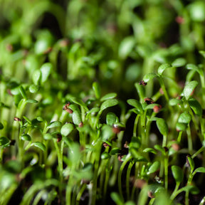Tuinkers Cresso Bio - Lepidium sativum - Willemse