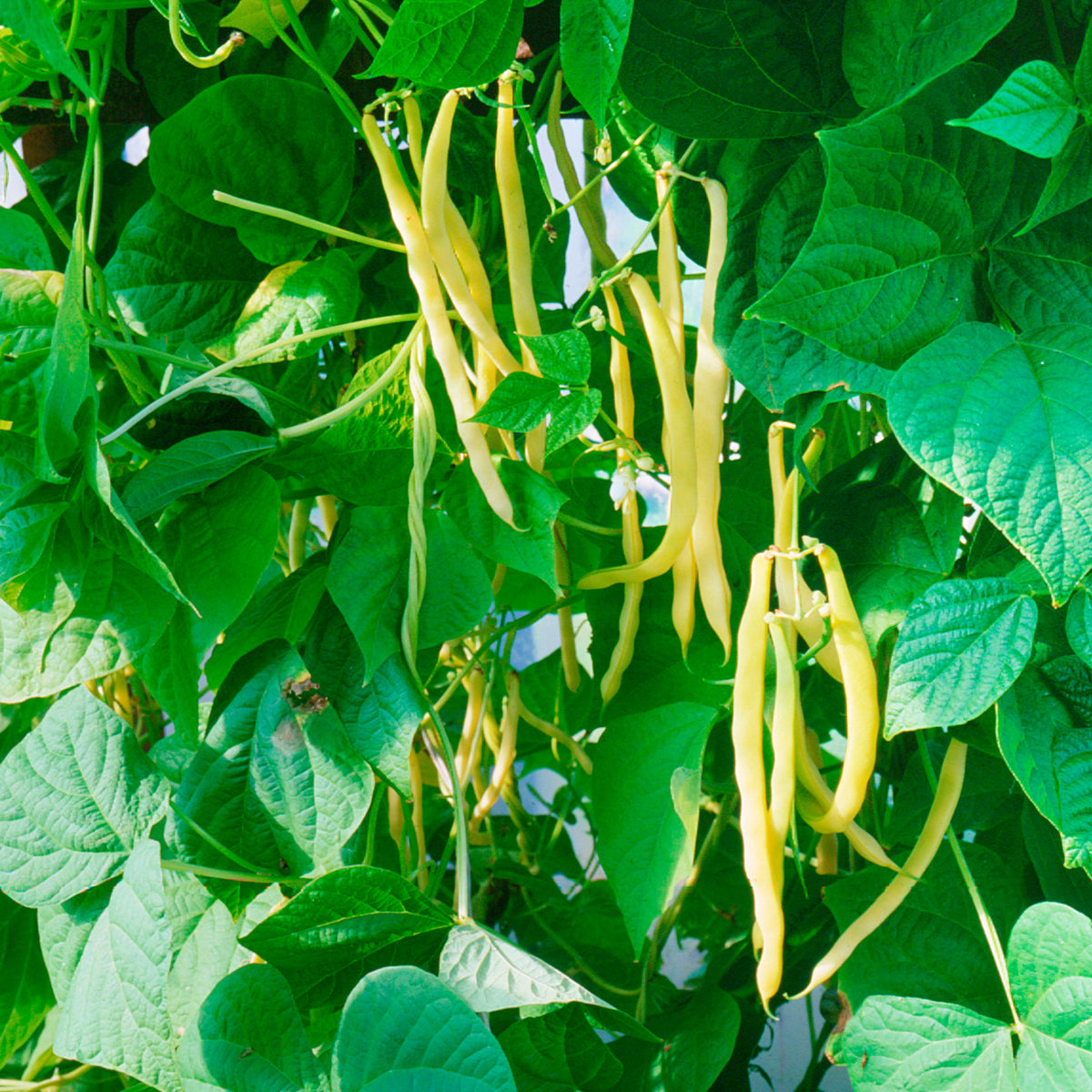 Boterboon 'Orinoco Wax' - Phaseolus vulgaris orinoco wax - Willemse