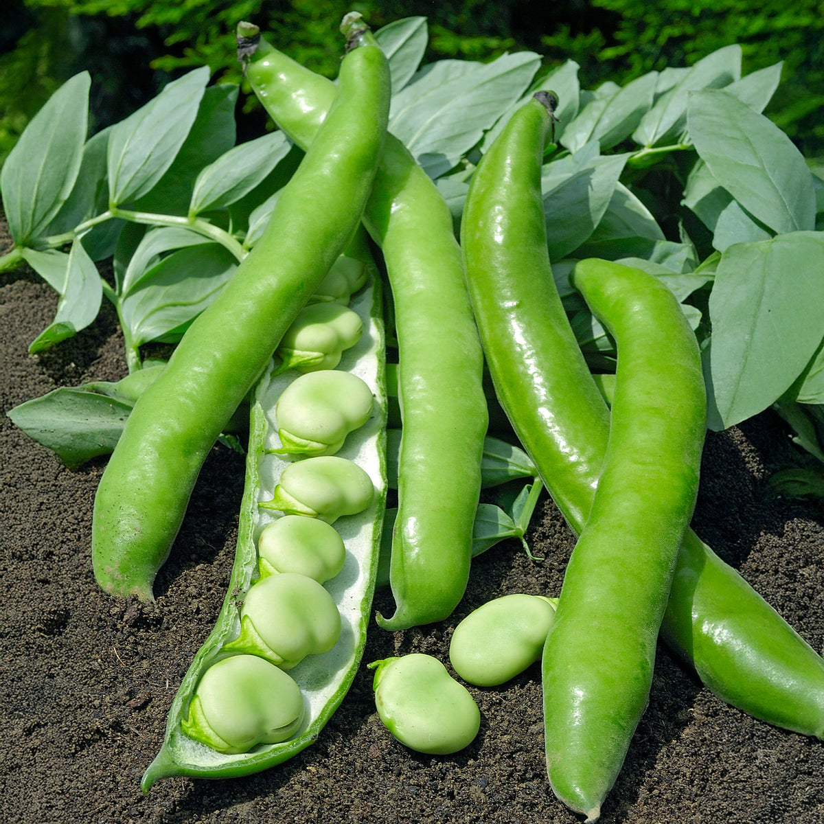 Tuinboon 'Driemaal Wit' - Willemse