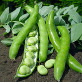 Tuinboon 'Driemaal Wit' - Willemse