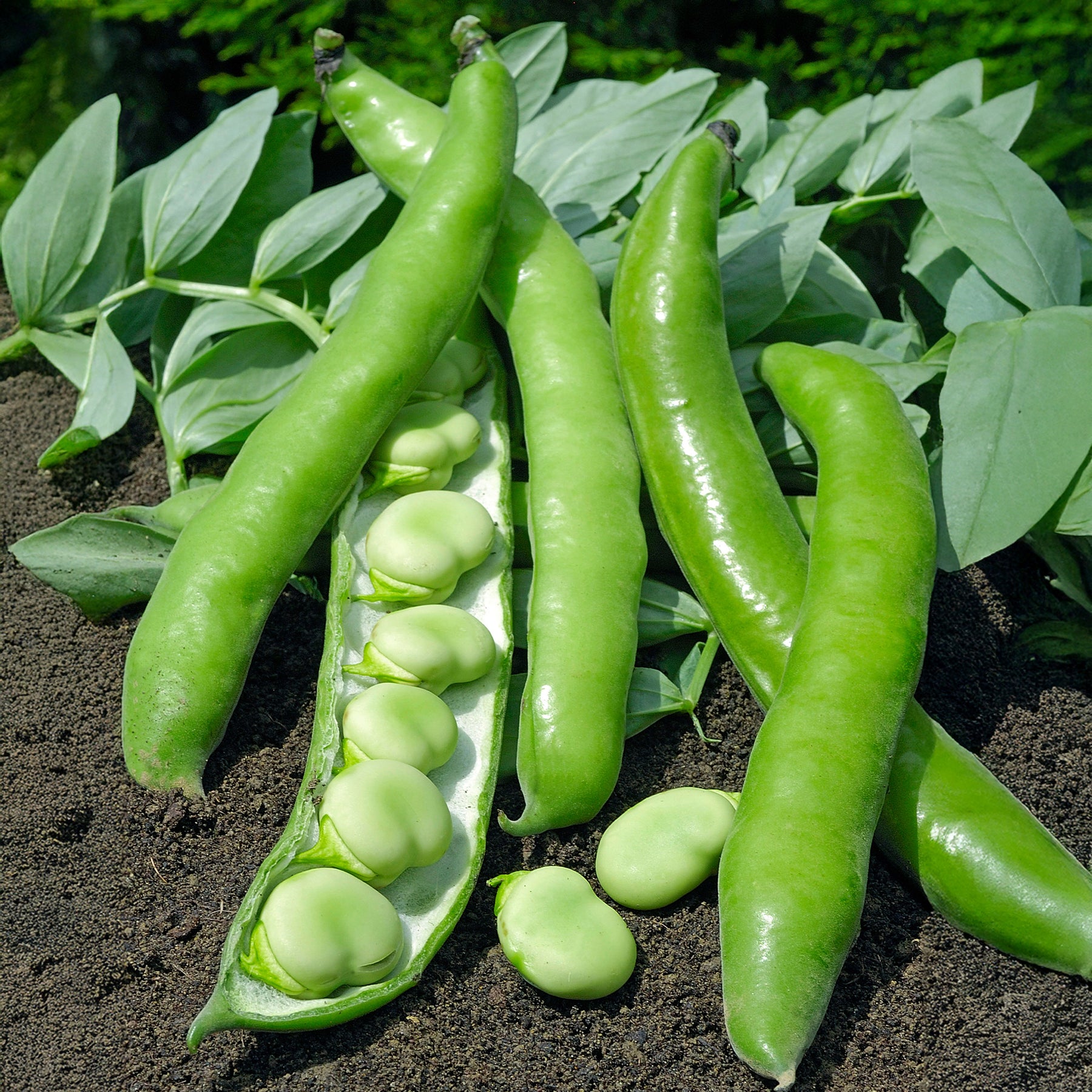 Tuinboon 'Driemaal Wit' - Willemse