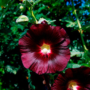 Alcea rosea var. nigra - Stokroos 'Jet Black' - Bloemzaden voor perken en borders