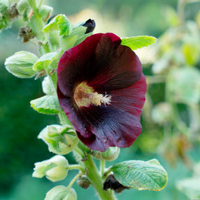 Stokroos 'Jet Black' - Alcea rosea var. nigra - Willemse