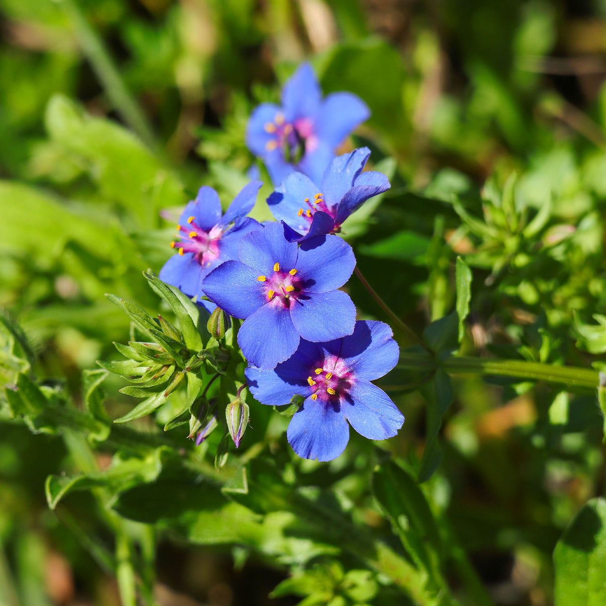 Anagallis monelli -  Blue Noon - Willemse