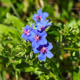 Anagallis monelli -  Blue Noon - Willemse
