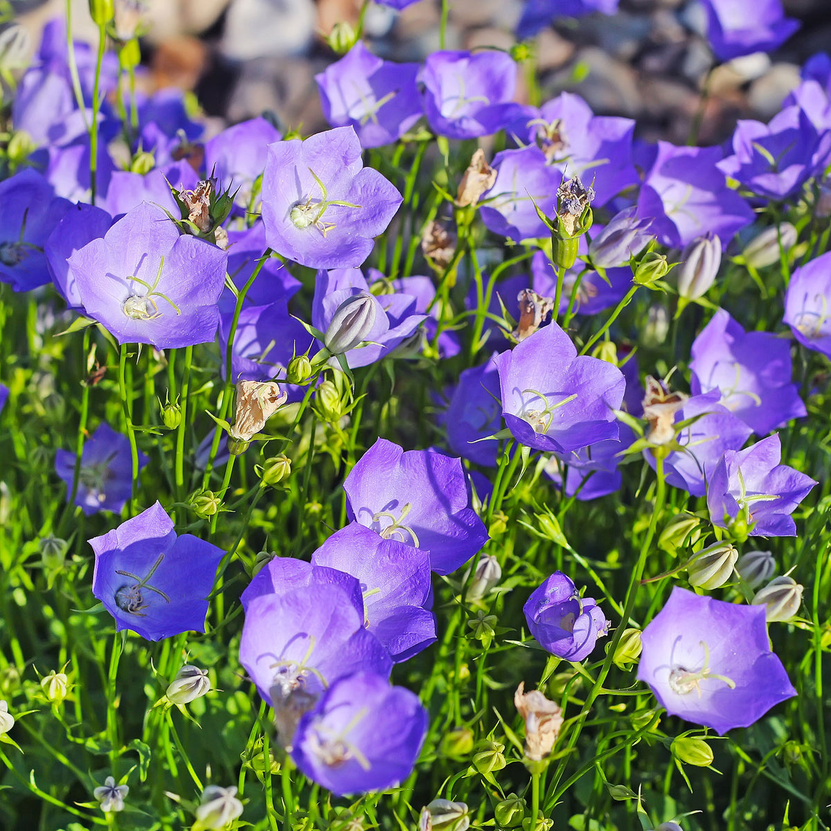 Carpatenklokje - Campanula carpatica - Willemse