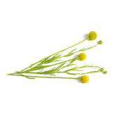 Snoepjesplant Cephalophora Pineapples - Cephalophora aromatica - Willemse