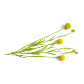 Snoepjesplant Cephalophora Pineapples - Cephalophora aromatica - Willemse