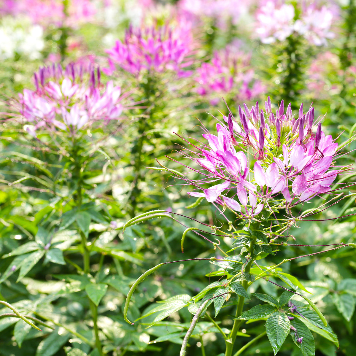 Kattensnor Cleome Rose Beauty - Cleome spinosa rose beauty - Willemse