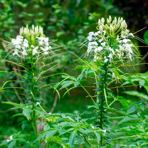 Kattensnor Cleome White Queen - Cleome spinosa white queen - Willemse