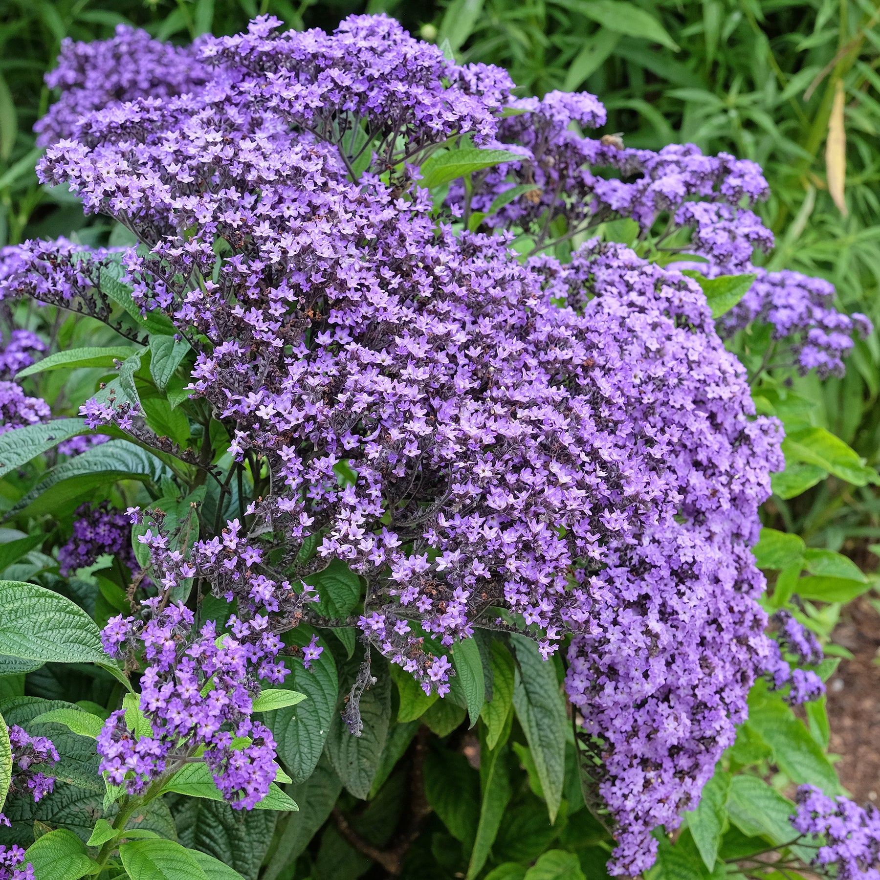 Vanillebloem Heliotropium Marine - Willemse