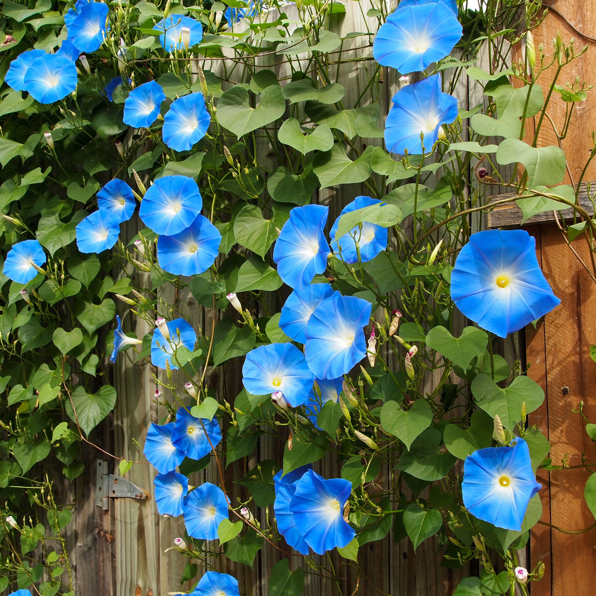 Grootbloemige klimmende winde 'Heavenly Blue' - Ipomoea tricolor heavenly blue - Willemse