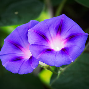 Grootbloemige klimmende winde 'Grandpa Ott' - Ipomoea nil - Willemse