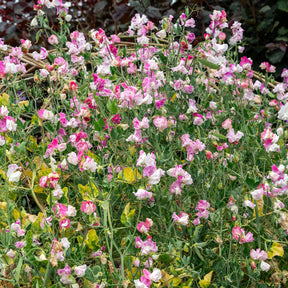 Lathyrus Reukerwt Painted lady - Lathyrus odoratus grandiflorus painted lady 1937 - Willemse