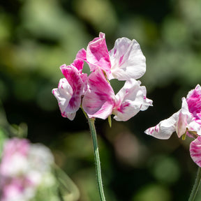 Lathyrus Reukerwt Painted lady - Willemse