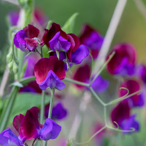 Pronkerwt 'Cupani's Original 1699' - Lathyrus odoratus grandiflorus cupani's original 1699 - Willemse