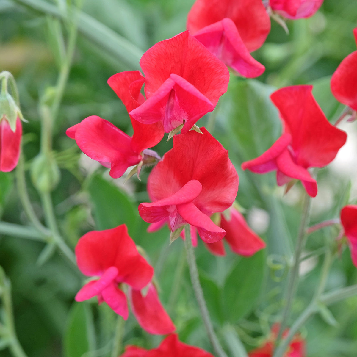 Lathyrus Reukerwt King Edward the th - Willemse