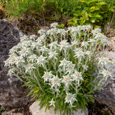 Meerjarige edelweiss - Leontopodium alpinum - Willemse