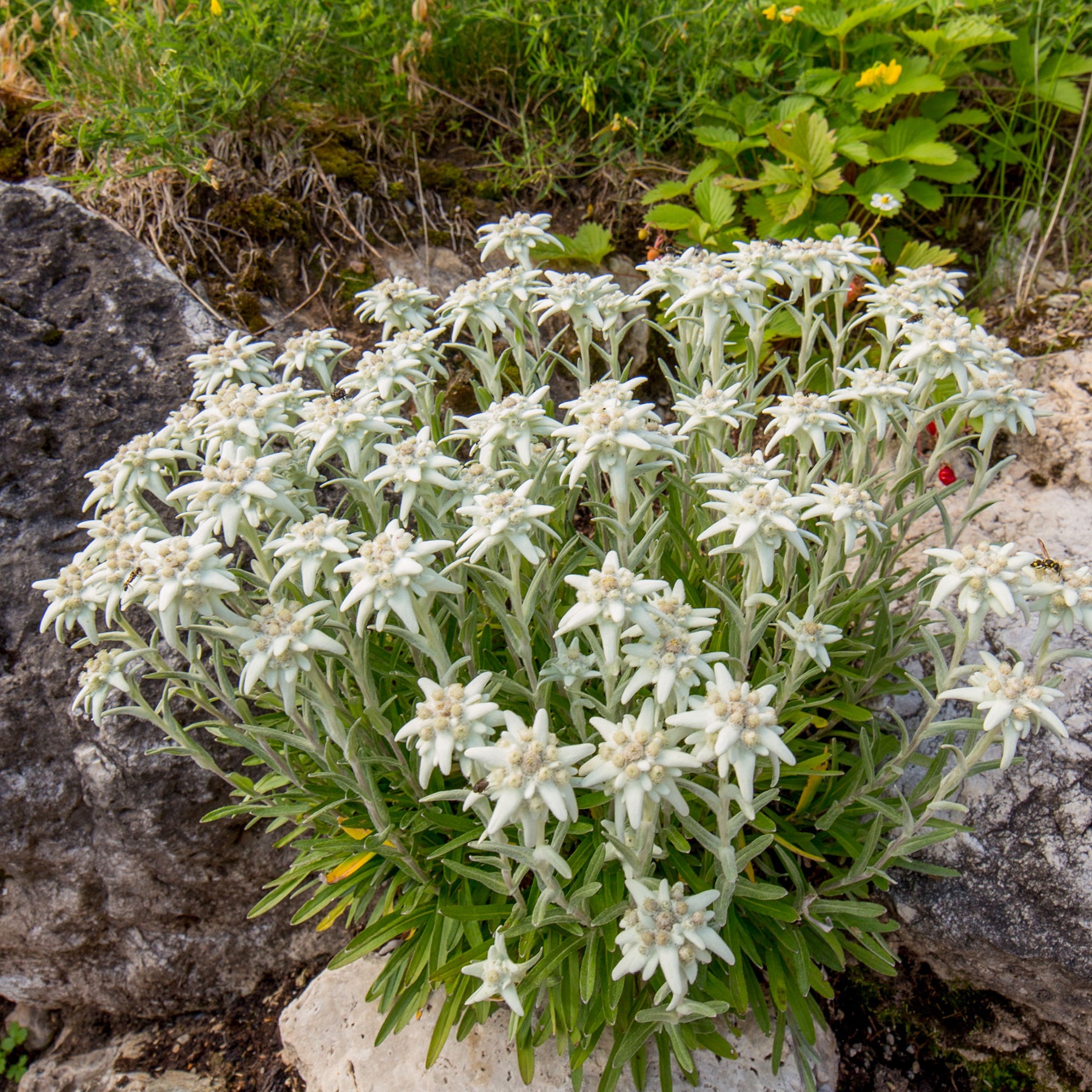 Meerjarige edelweiss - Leontopodium alpinum - Willemse