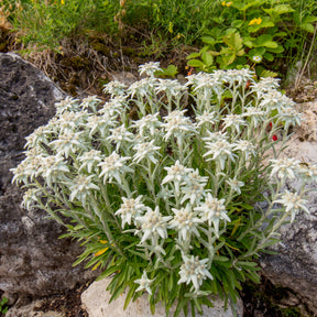 Meerjarige edelweiss - Leontopodium alpinum - Willemse