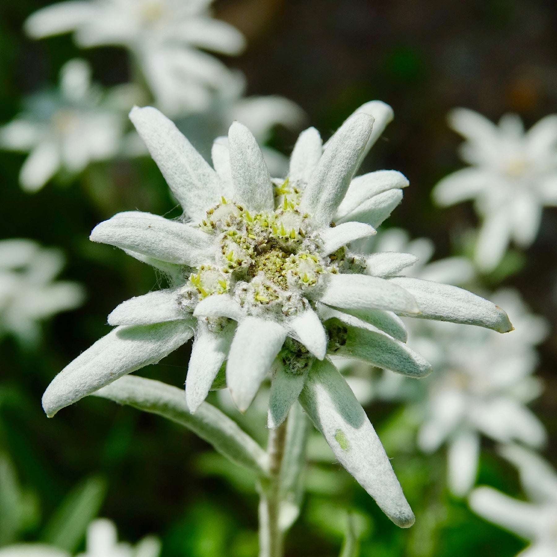 Meerjarige edelweiss - Willemse