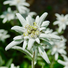 Meerjarige edelweiss - Willemse