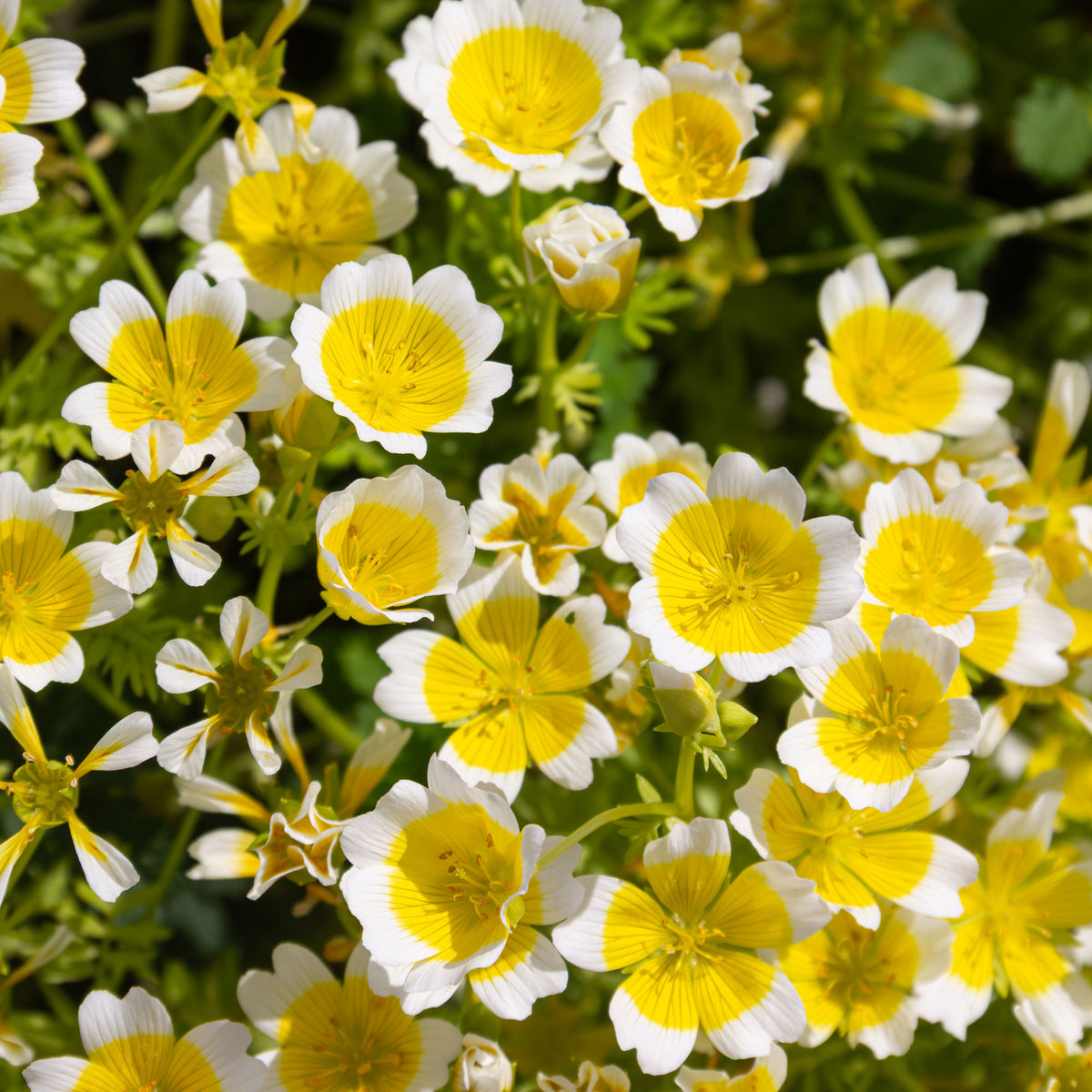 Moerasbloem - Limnanthes douglasii - Willemse
