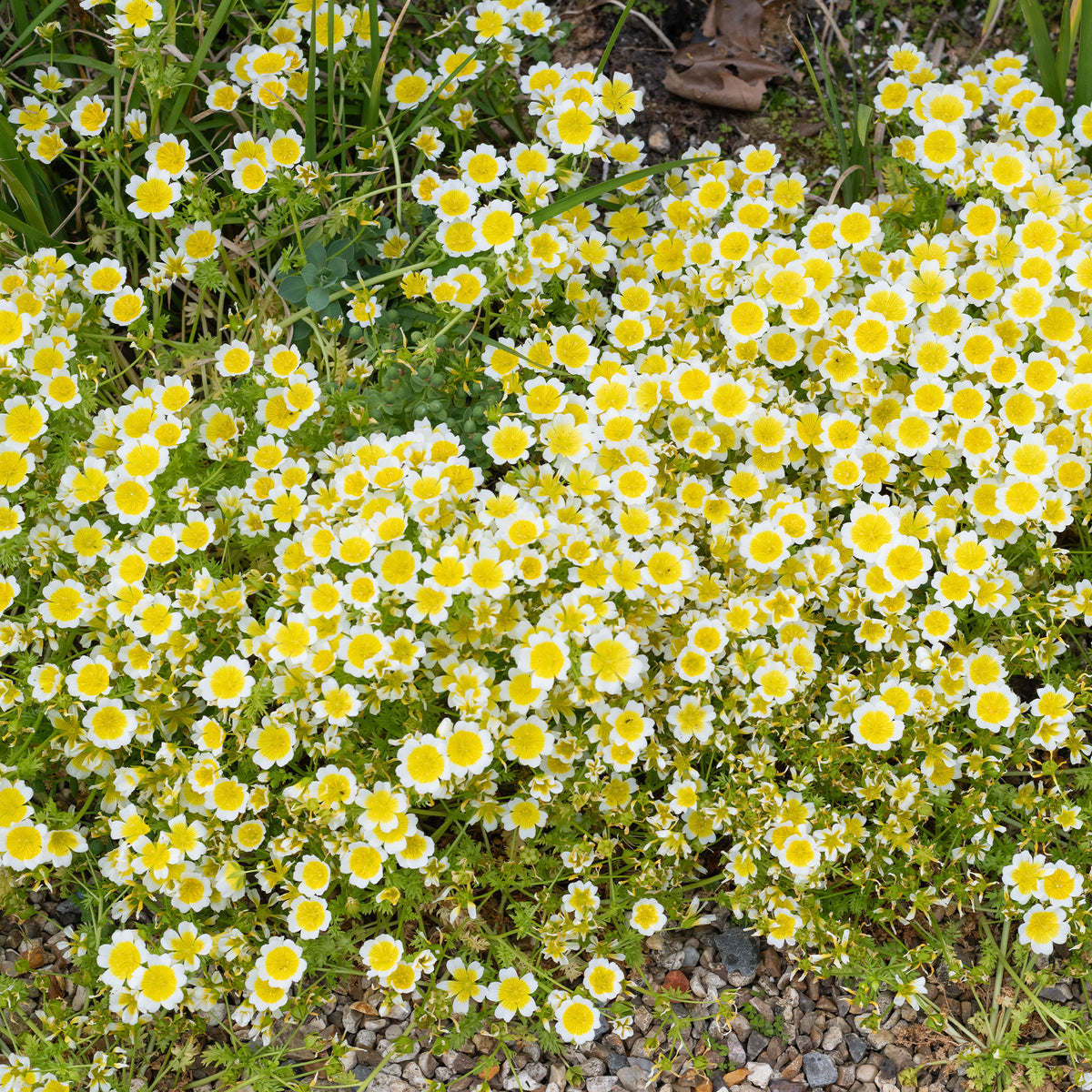 Moerasbloem - Willemse