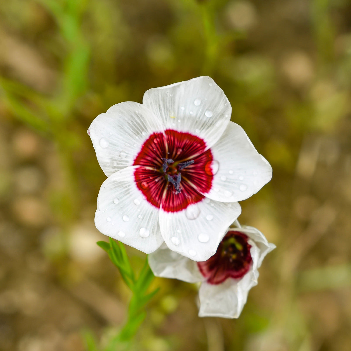 Rood vlas 'Bright Eyes' - Willemse