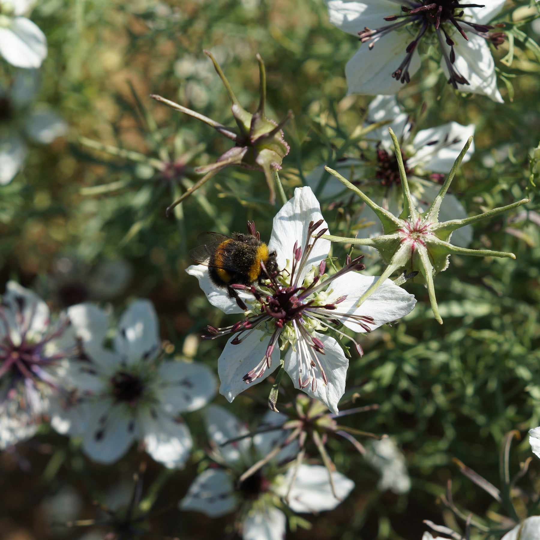 Bloemenzaden - Juffertje in 't Groen Nigella African Bride - Nigella papillosa