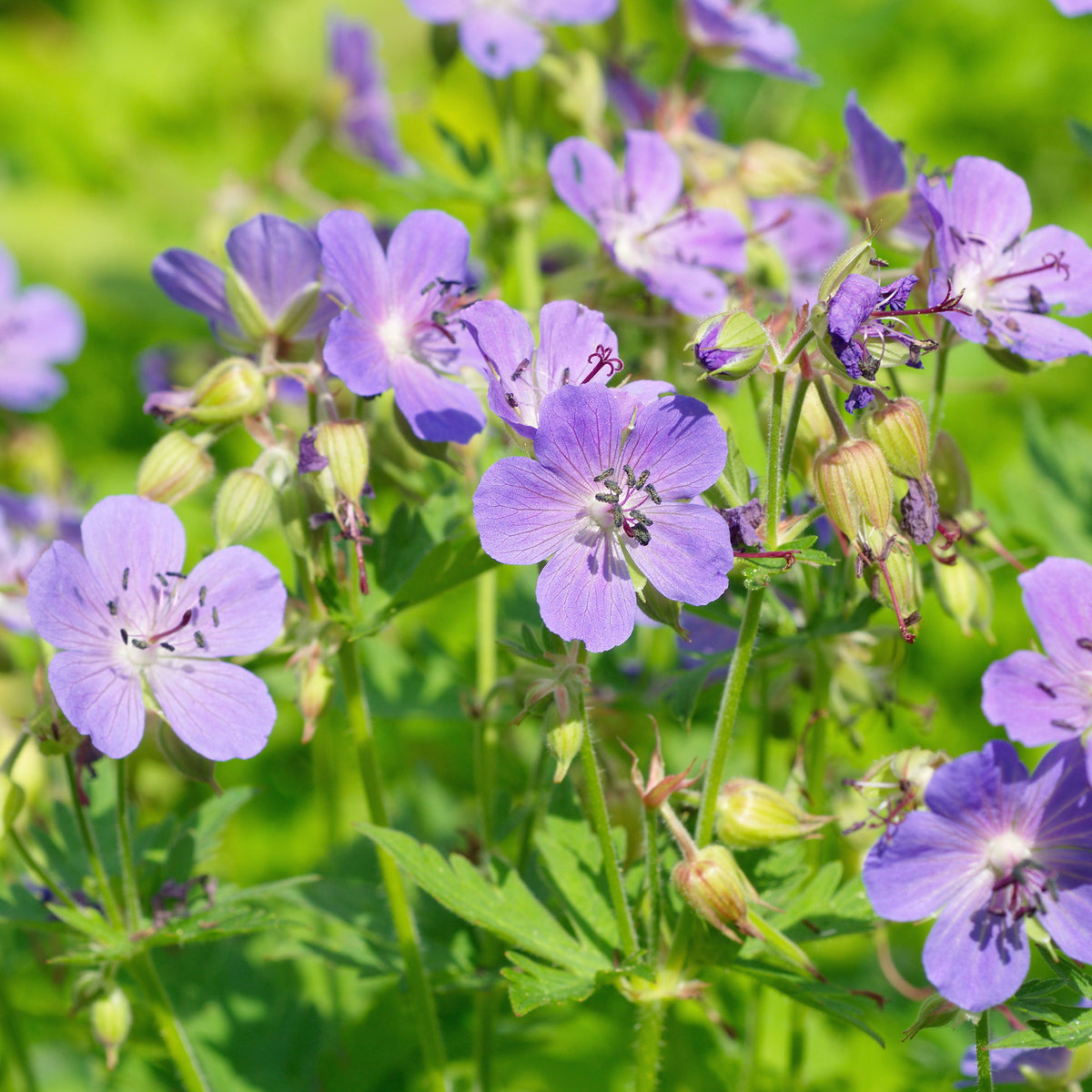 Beemdooievaarsbek - Blauw - Willemse