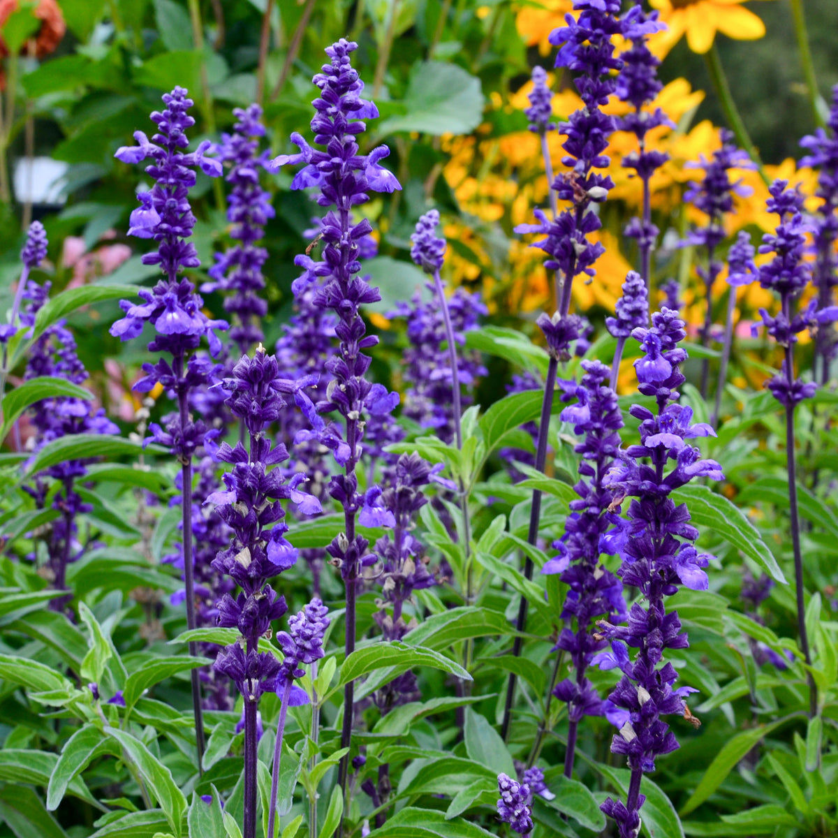 Meelsalie 'Blue Plus' - Willemse