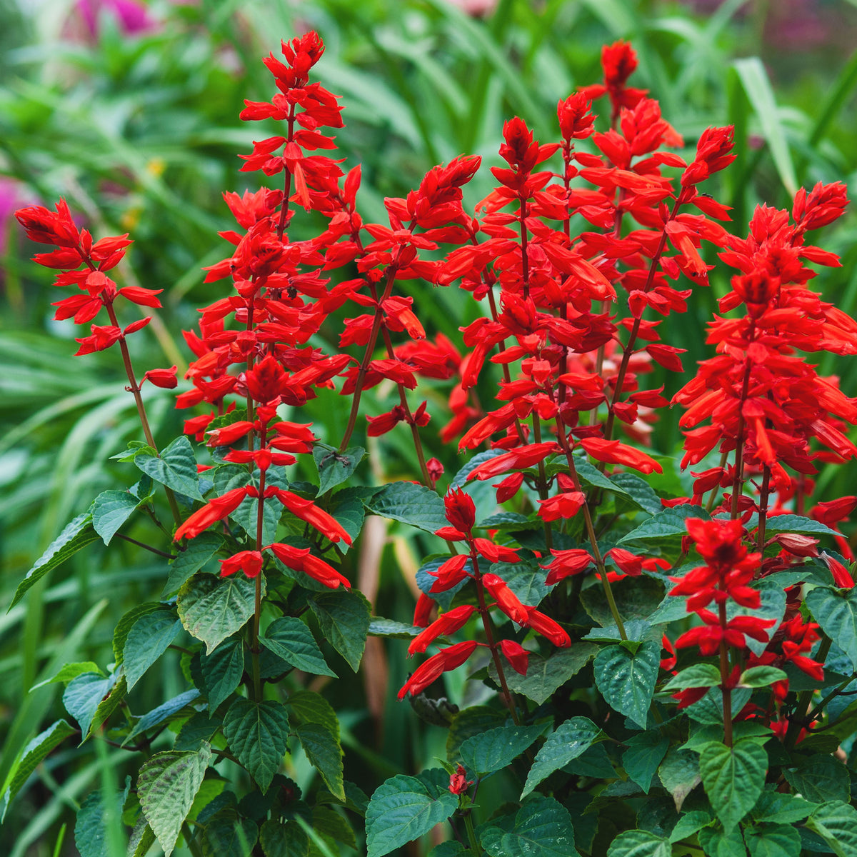 Vuursalie - Salvia splendens - Willemse