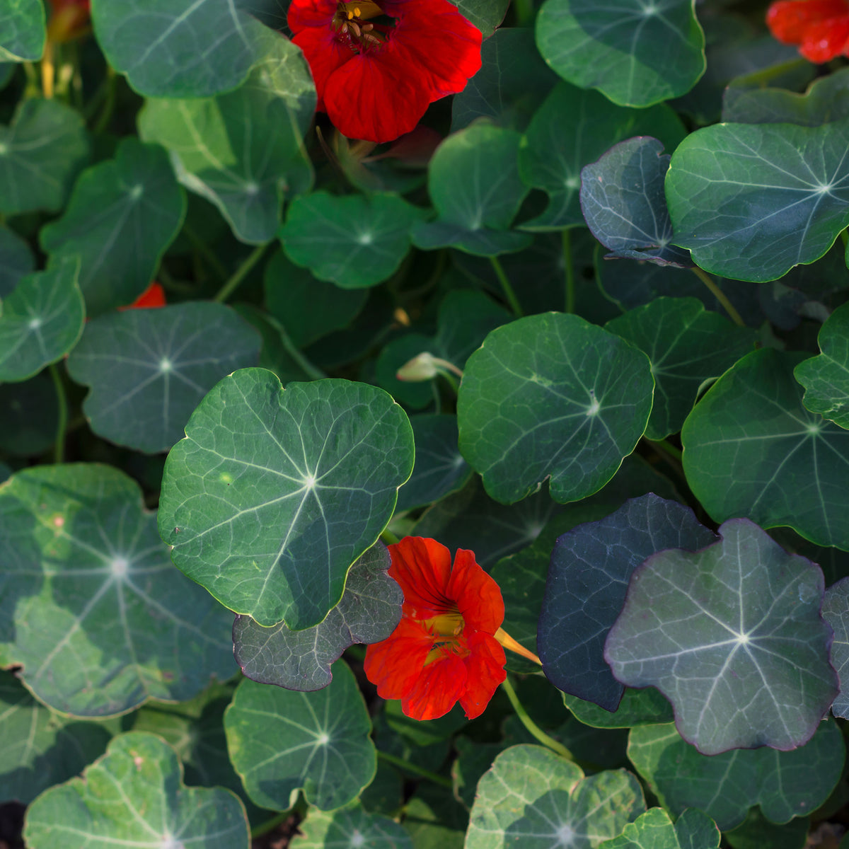 Oost-Indische kers 'Empress of India' - Willemse