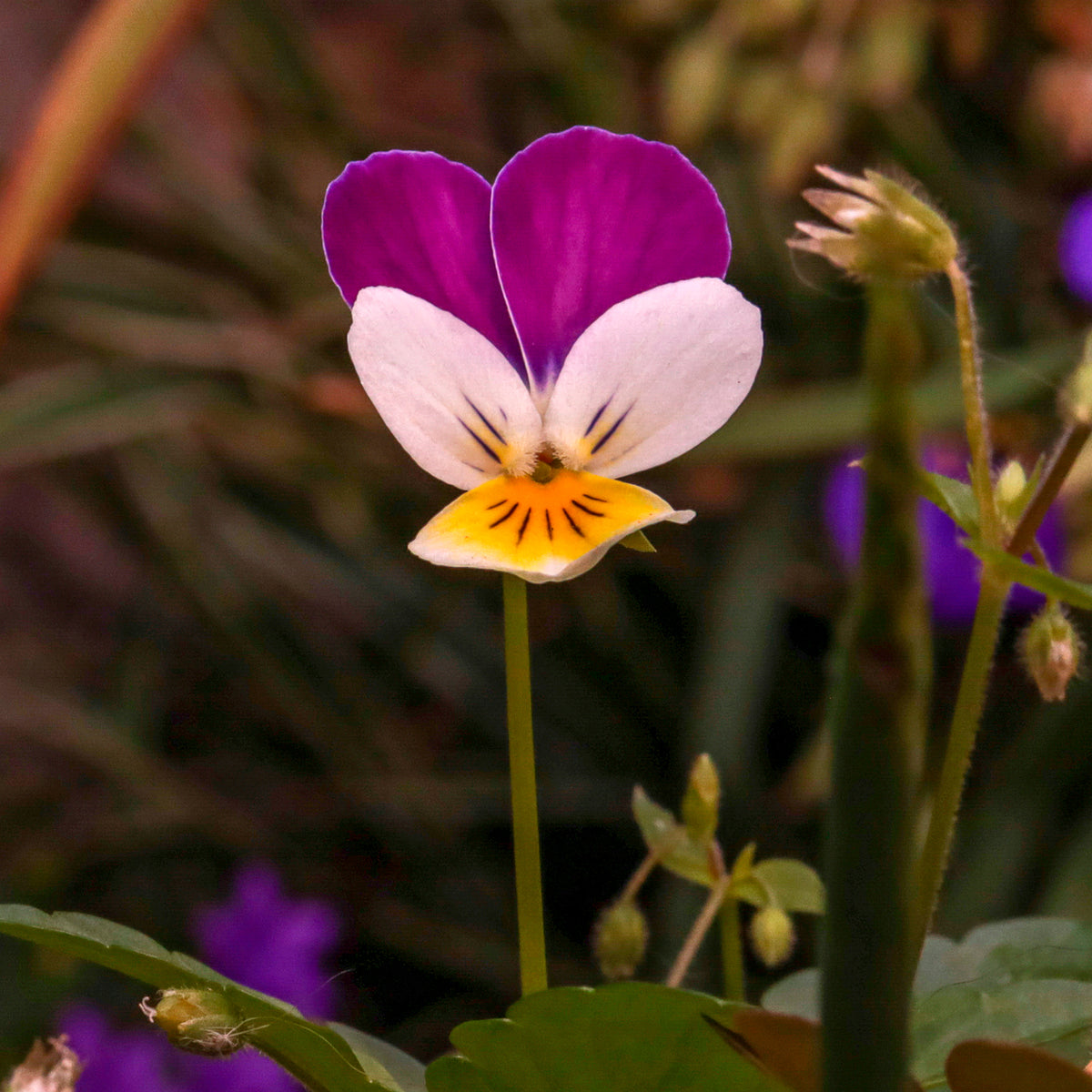 Hoornviooltje 'Helen Mount' - Viola cornuta helen mount - Willemse